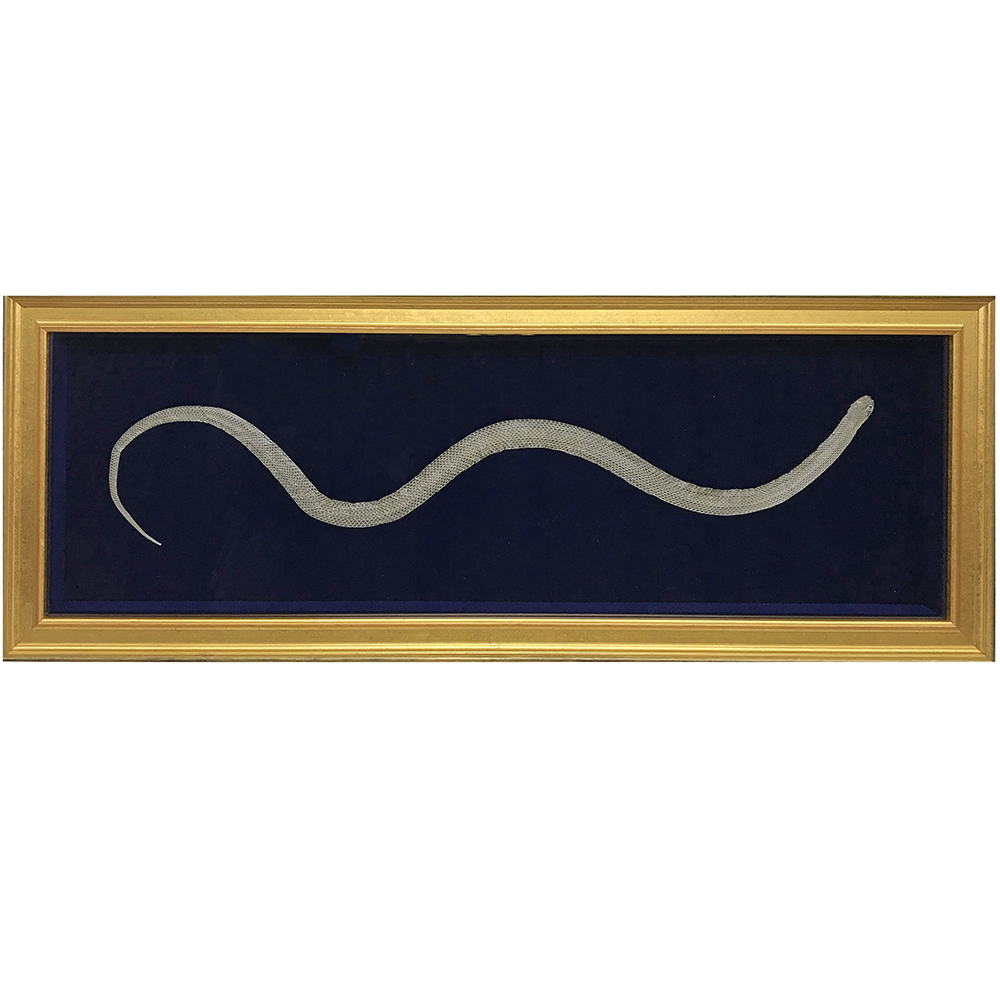 カーブを描いた蛇の抜け殻