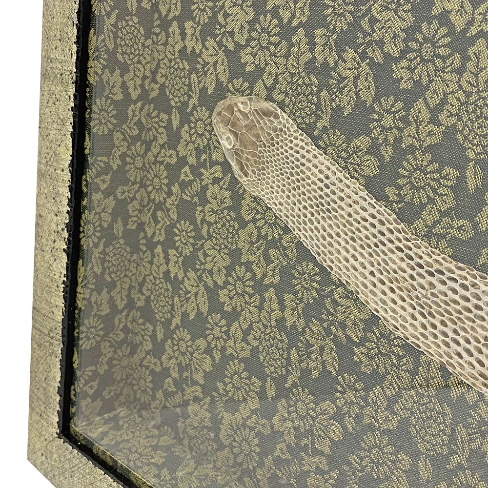 蛇の抜け殻 どんす柄の背景