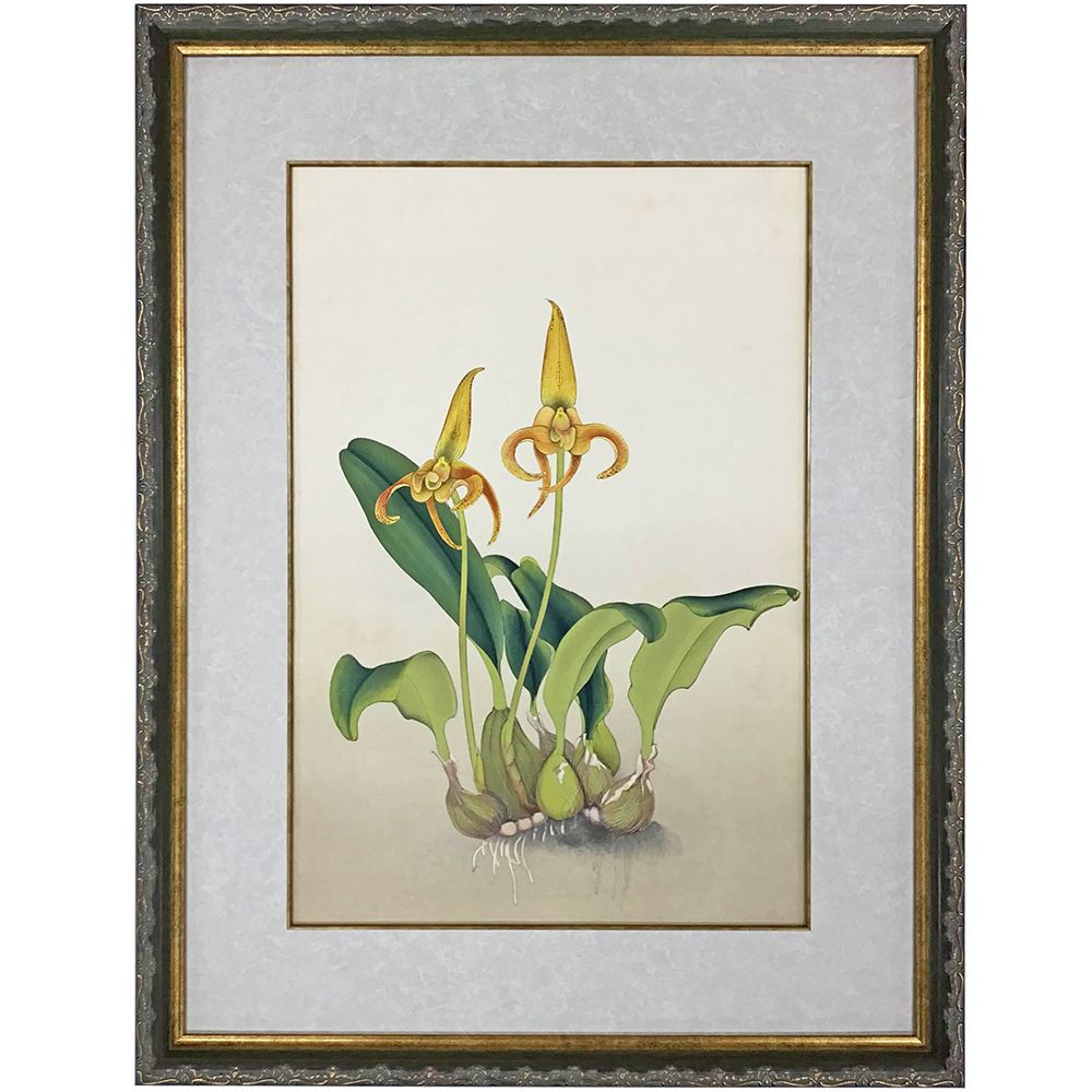 ボタニカル版画