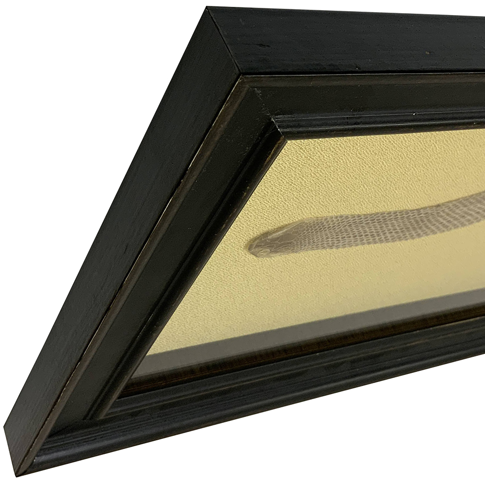 蛇の抜け殻 横長に