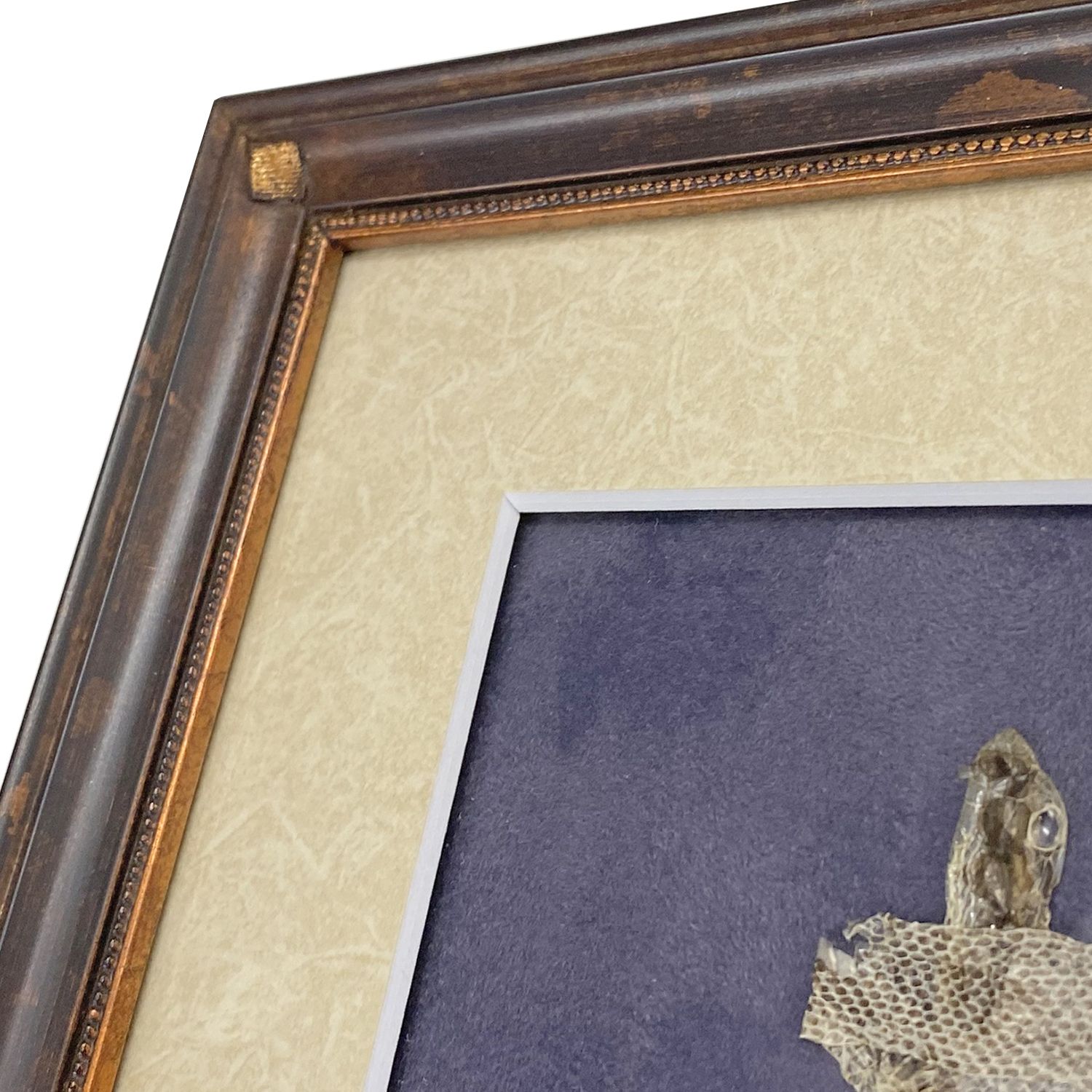 千切れた抜け殻 寿の形で