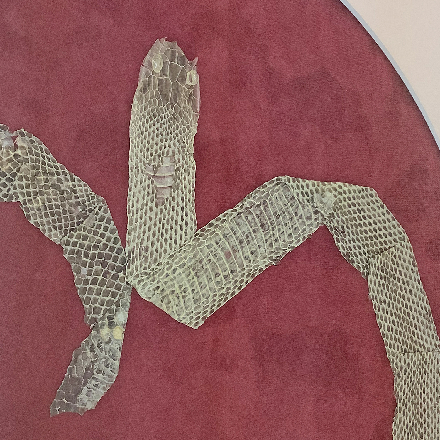 蛇の抜け殻 ハート形