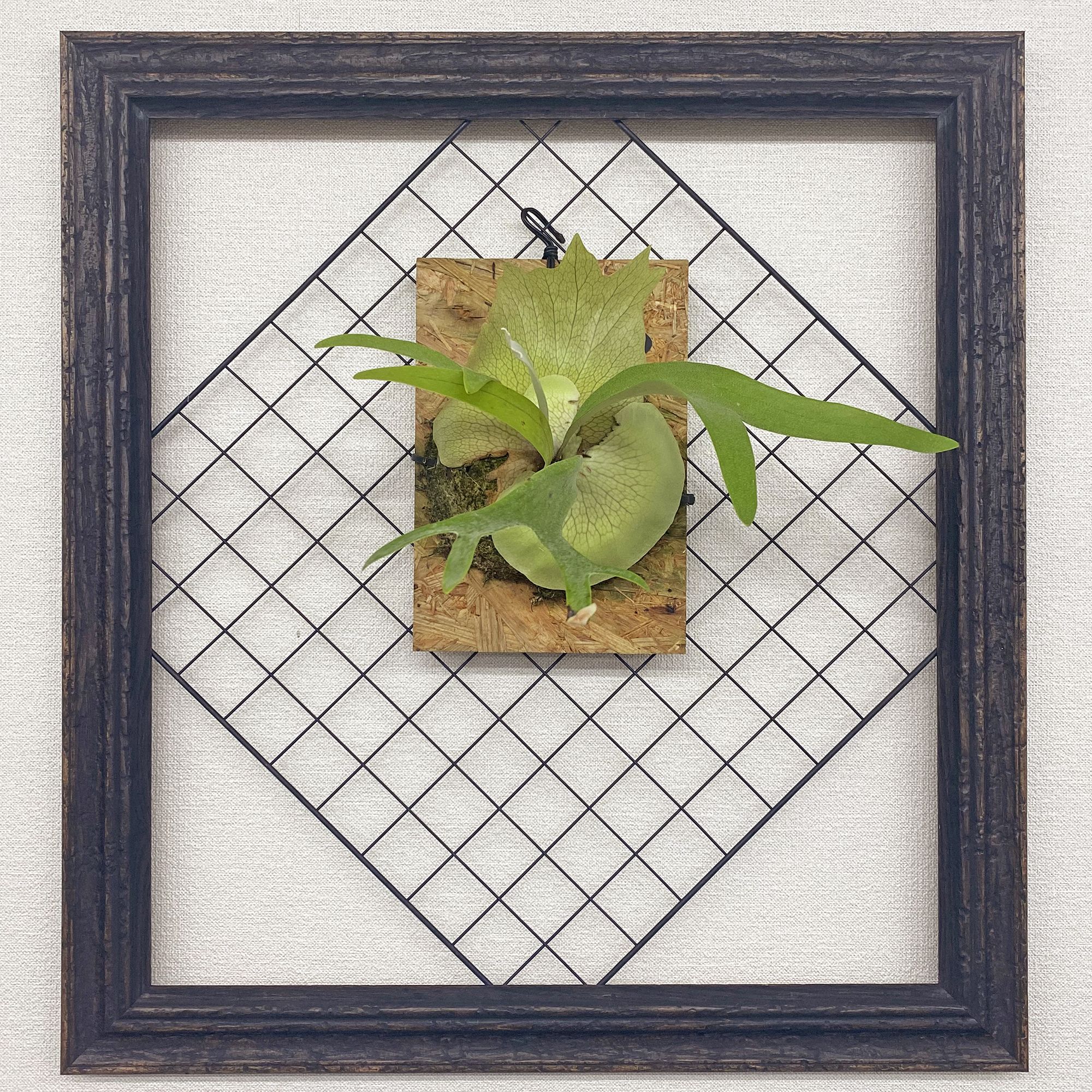 板付けのビカクシダ