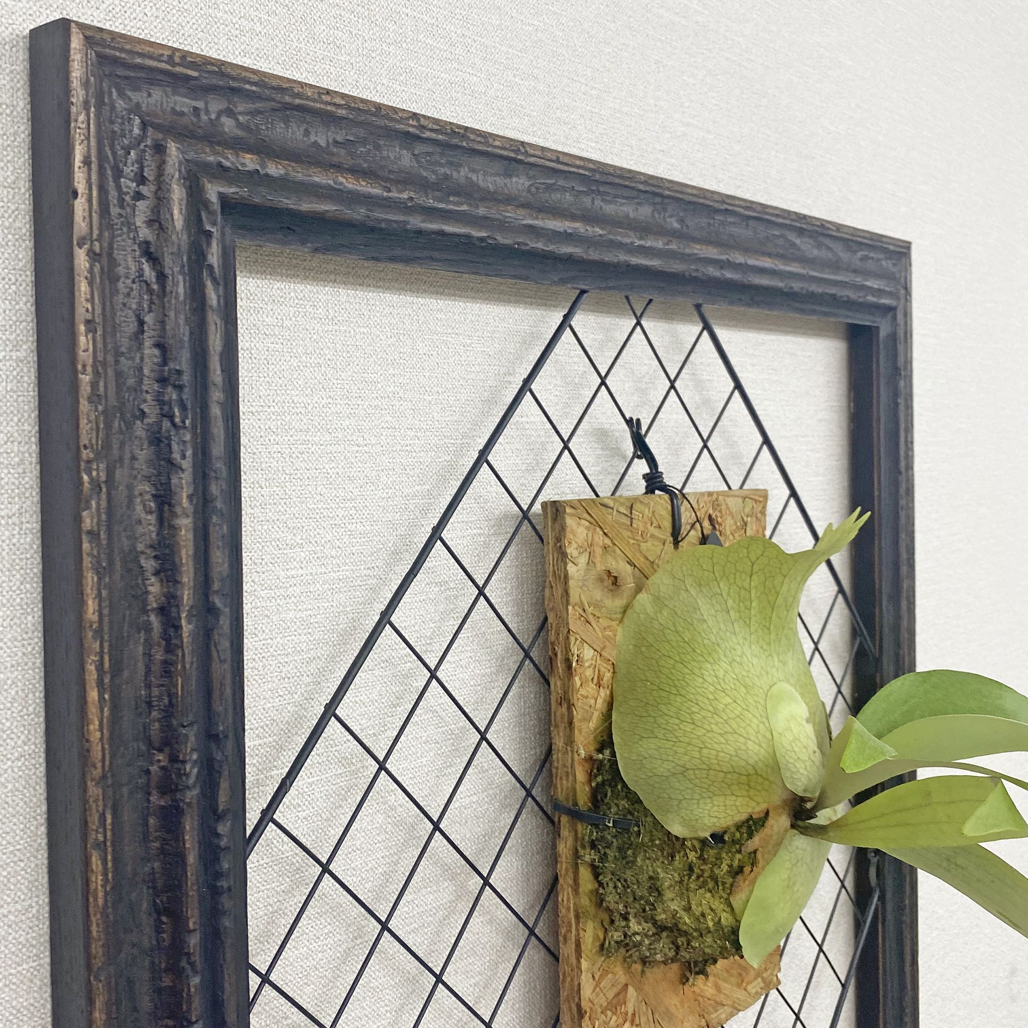 板付けのビカクシダ