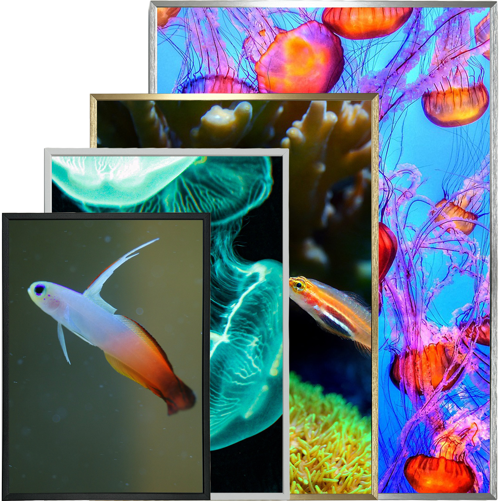 ラインフレーム 5017