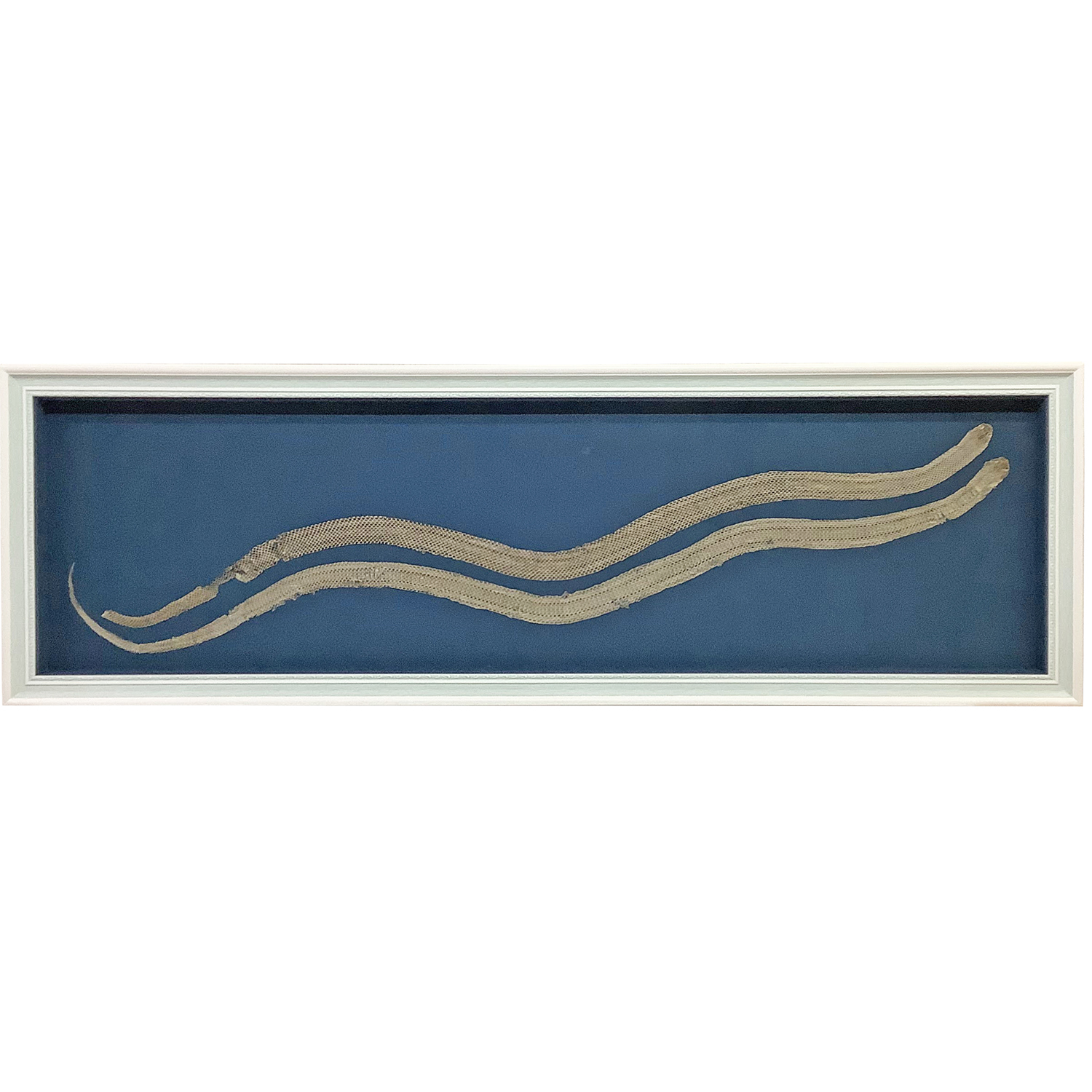 蛇の抜け殻 2匹セットで