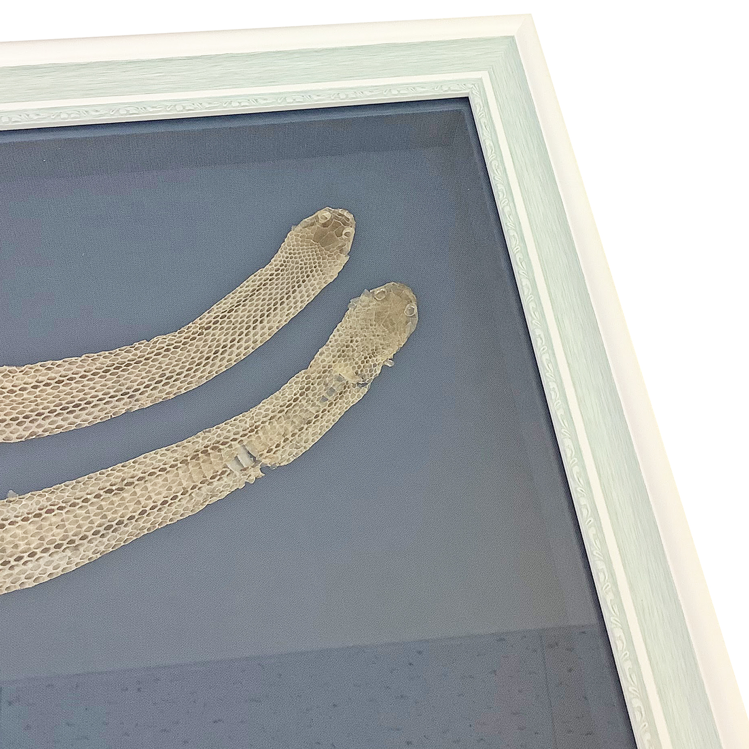 蛇の抜け殻 2匹セットで