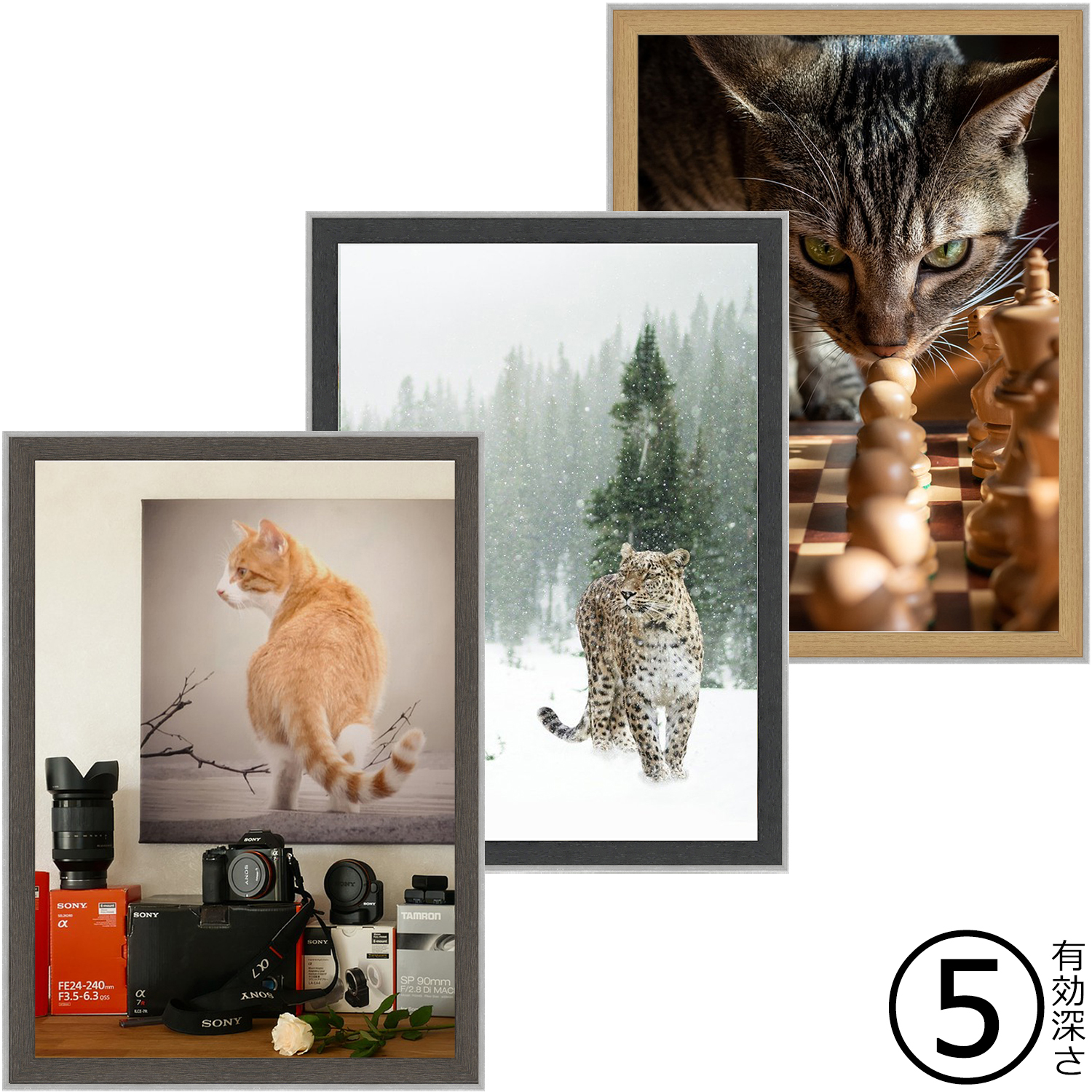 一般額 モントレ