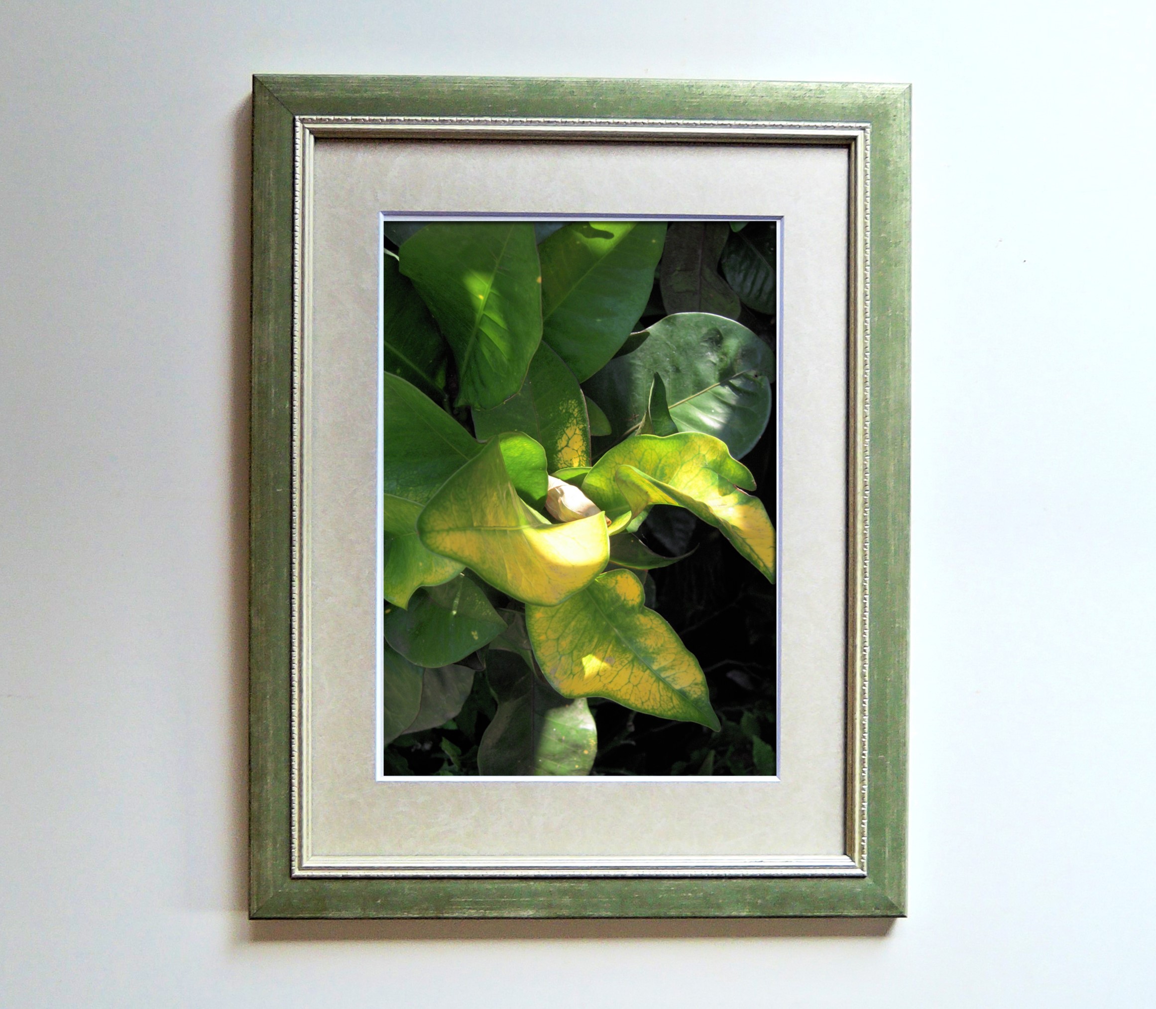 fra-me マダガスカルで撮影した植物 soartanimation