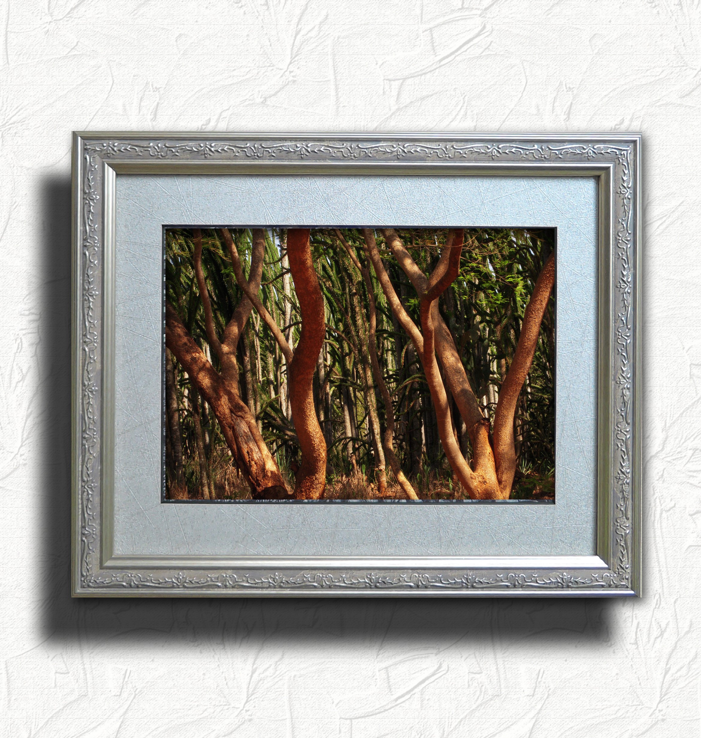 お客様の声 フレーミー 木々のダンス