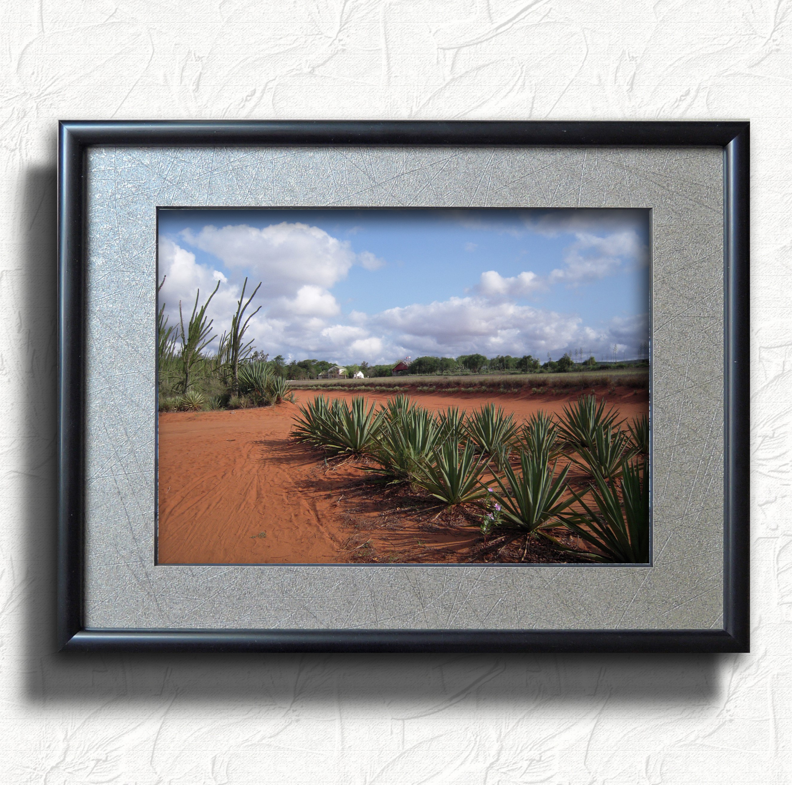 お客様の声 フレーミー ベレンティ保護区