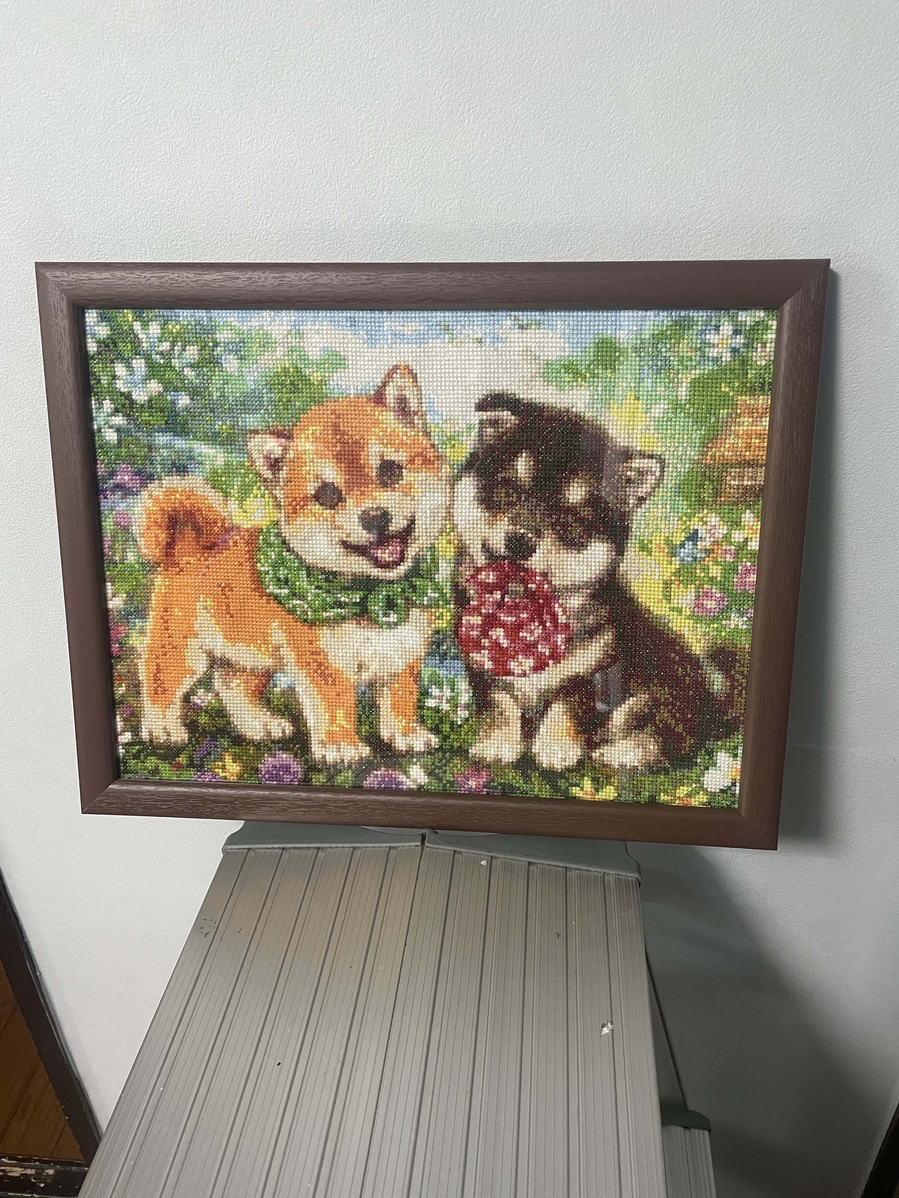 お客様の声 フレーミー 柴犬の子犬