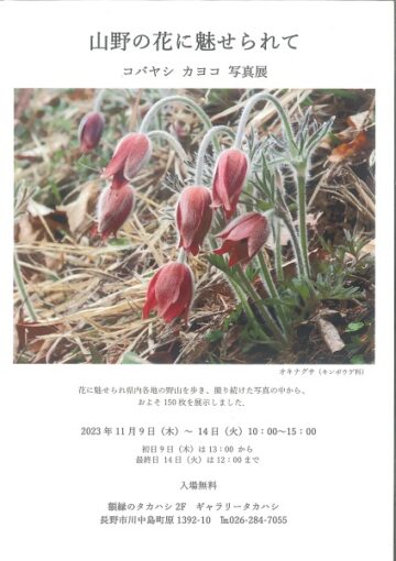 山野の花に魅せられて コバヤシ カヨコ 写真展